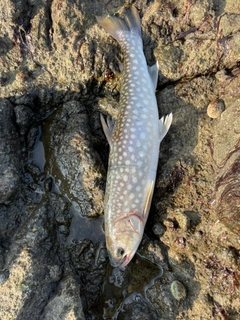 アメマスの釣果