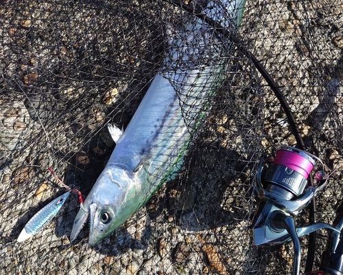 サゴシの釣果