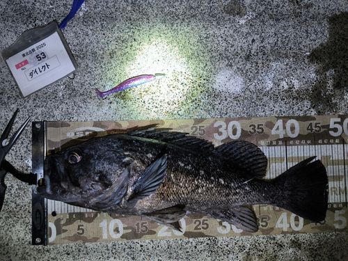 クロソイの釣果