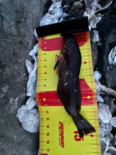 アイナメの釣果