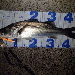 フッコ（マルスズキ）