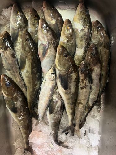 ホッケの釣果