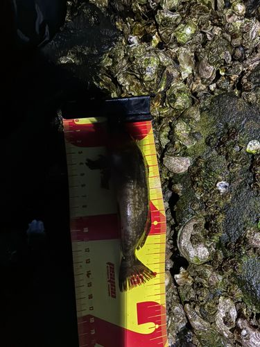 アイナメの釣果