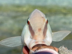 オオスジヒメジの釣果