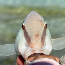 オオスジヒメジ