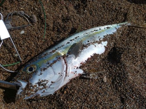 フクラギの釣果