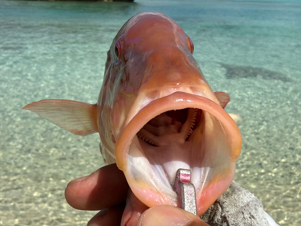 DAIWA 13ハートランド AGS 772MFS-SV AGS17の最安値・インプレ・釣果