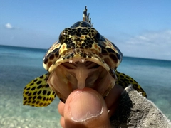 カンモンハタの釣果