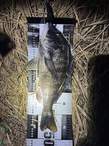 クロダイの釣果