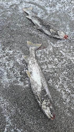 アメマスの釣果