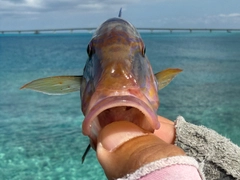 オジサンの釣果