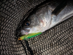 シーバスの釣果