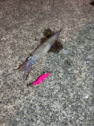ヤリイカの釣果