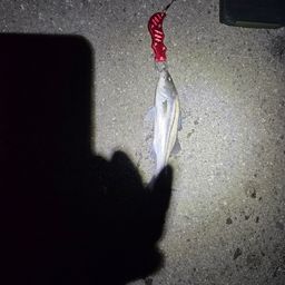 セイゴ（マルスズキ）