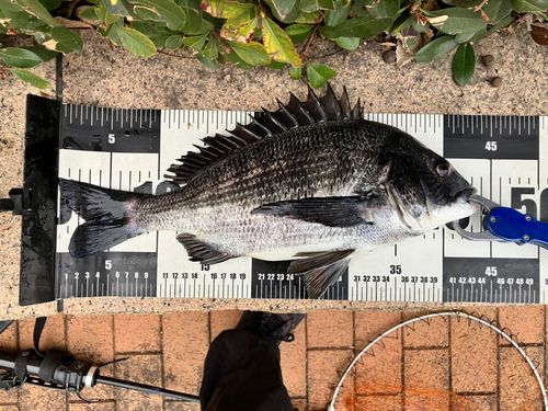 クロダイの釣果