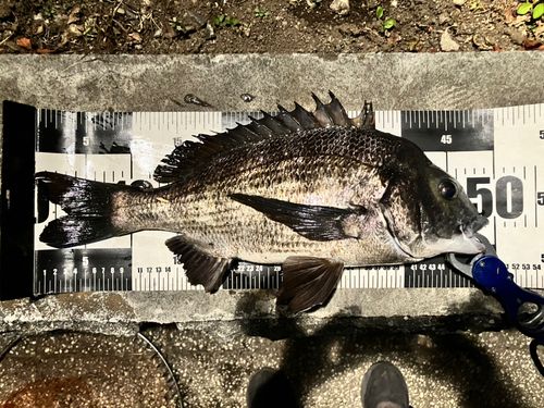 東京湾（アクアライン以北）