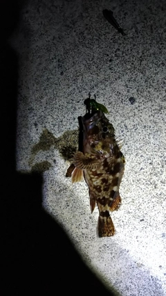 カサゴの釣果