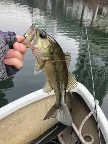 弁慶フィッシングクラブ