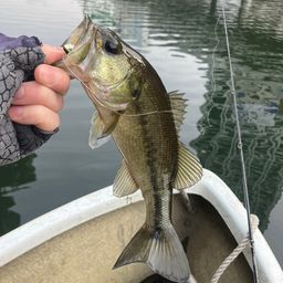 ラージマウスバス