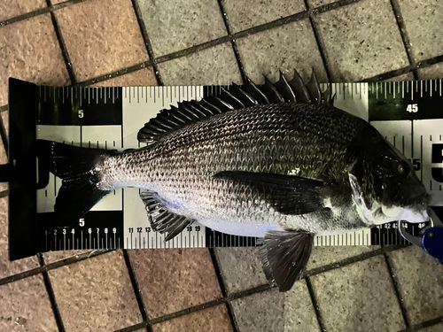 東京湾（アクアライン以北）