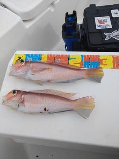 アカアマダイの釣果