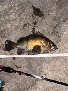 メバルの釣果