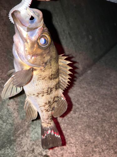 シロメバルの釣果