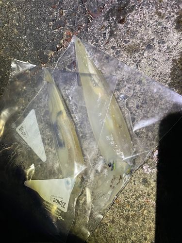 ヤリイカの釣果