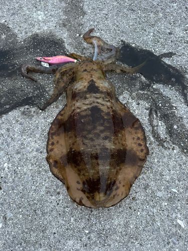 アオリイカの釣果