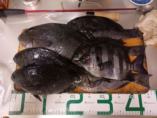 クチブトグレの釣果