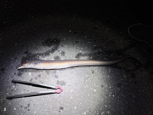 マアナゴの釣果