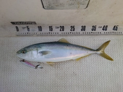 フクラギの釣果