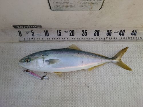 フクラギの釣果