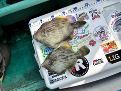 カワハギの釣果