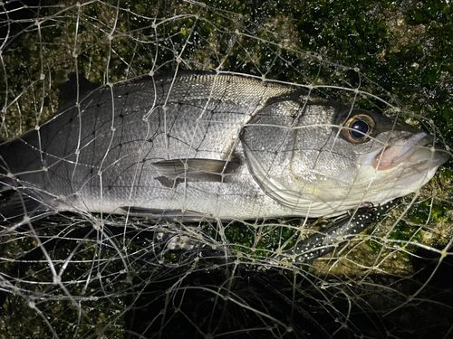 ディズニーリゾート付近