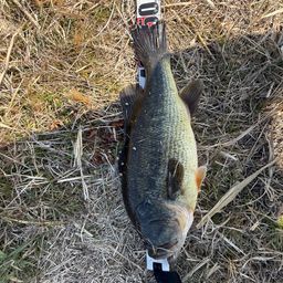 ラージマウスバス