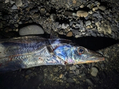 タチウオの釣果