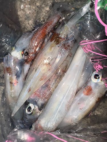 ヤリイカの釣果