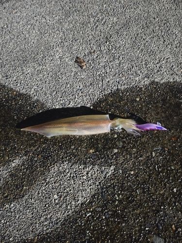 ヤリイカの釣果