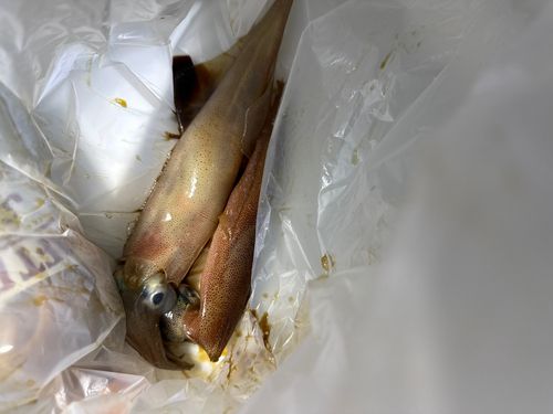 ヤリイカの釣果