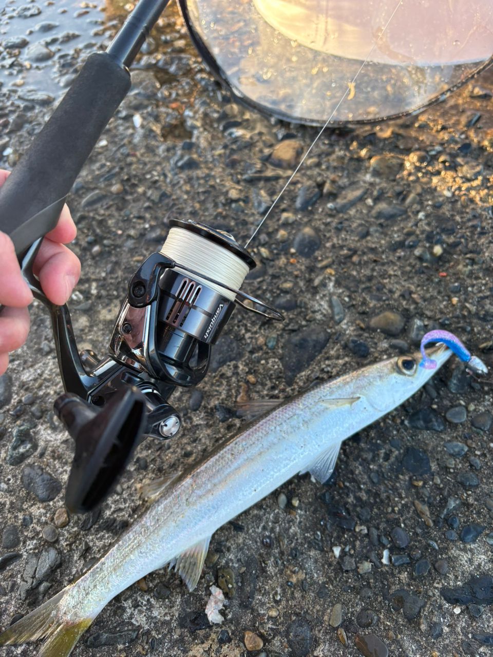 SHIMANO 23ディアルーナ S86MLの最安値・インプレ・釣果 | 本音の