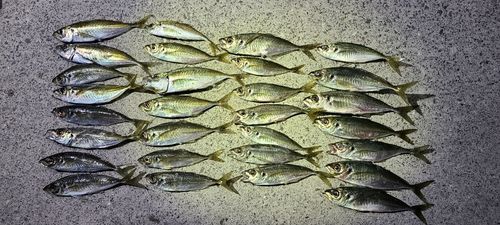 アジの釣果