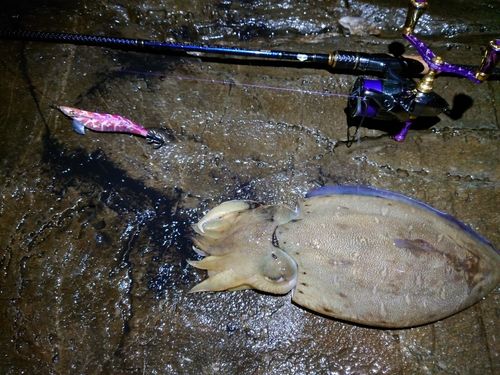 モンゴウイカの釣果