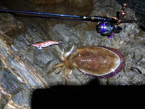 モンゴウイカの釣果