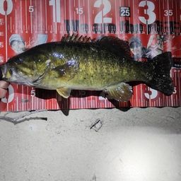 スモールマウスバス