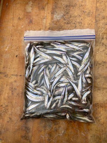 ワカサギの釣果