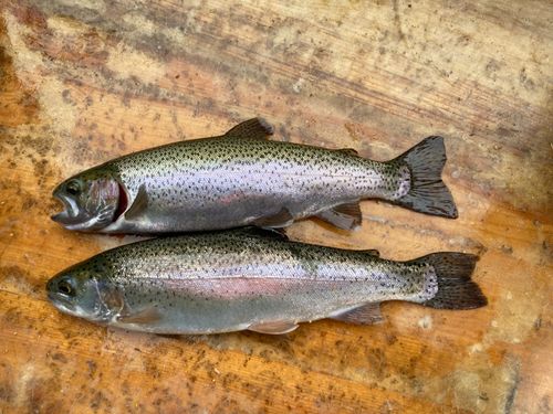 ニジマスの釣果