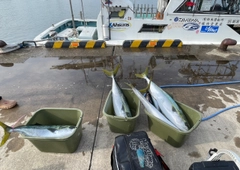 ブリの釣果