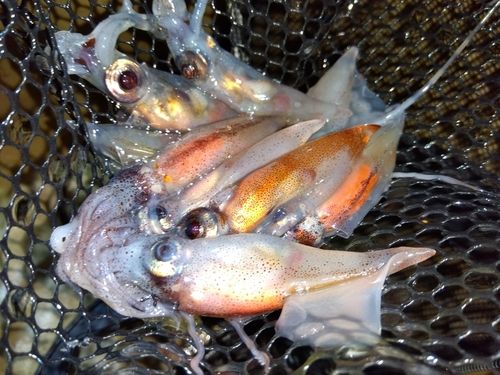 ホタルイカの釣果
