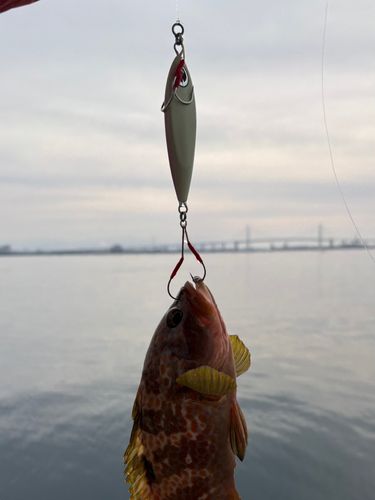 キジハタの釣果